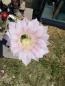 Preview: Echinopsis rosy star